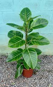 Ficus Altissima Pote 24 Ficus Altissima Mercado Verde