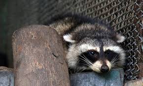 Raccoons are dangerous to people and pets when cornered, ill, or protecting their young. Raccoon Sneaks Into Vietnam From Us Aboard Refrigerated Container Vnexpress International