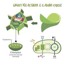 Calvin Cycle Photosynthesis And Cellular Respiration Cellular Respiration Photosynthesis