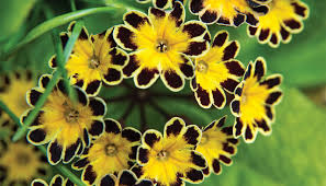 But don't limit your garden to evergreen trees and dead twigs in the winter. Polyanthus Tips Tricks Gardening Guides Mitre 10 Garden Club