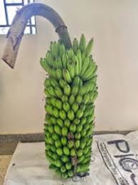 Image result for matooke