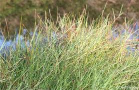 Image result for Hemarthria