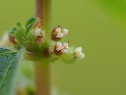 Image result for Pouzolzia parasitica