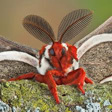 Image result for Cecropia