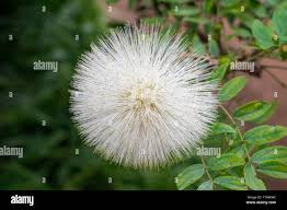 Image result for Calliandra haematocephala