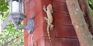 Sorasingha meminta agar pemilik tokek mengirimkannya video daro tokek yang akan dijual. 11 Fakta Mengejutkan Tentang Tokek Binatang Mengerikan Yang Suka Muncul Tiba Tiba Jangan Jijik Dulu