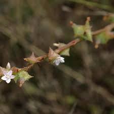 Image result for Oxygonum