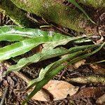 Image result for Asplenium africanum