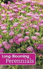 What perennials bloom the longest. 10 Long Blooming Perennials Long Blooming Perennials Flowers Perennials Garden Flowers Perennials
