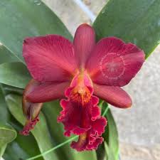 Ctt. Mini Doris 'Red Dragon' kondisi knop mekar plant rimbun Di utamakan yg  serius dl ya #phalaenopsis #cattleya #orquideas #cattleyaorchid #anggrek  #dendrobium #orchiddendrobium #dendrobiumorchids #orchidflower  #pecintaanggrek #pecintaanggrekindonesia ...