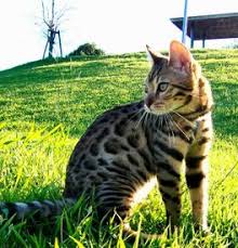 To be considered a domestic bengal cat, a bengal must be at least four generations removed from the asian leopard cat. Bengal Kittens For Sale Adoptapet Com