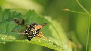 Mit diesen genialen tricks hältst du dir die aggressiven insekten vom leib, ohne sie zu töten. Wespenstiche Hausmittel Gegen Juckreiz Und Schwellung Bildderfrau De