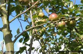 How to trim fruit trees. Pruning Fruit Trees Tips