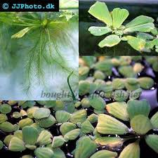 Image result for Pistia