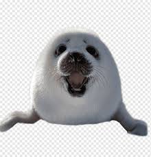 Free seal coloring pages 17. Rabbit Earless Seal Harp Seal Animal Walrus Puppy Video Games Drawing Earless Seal Harp Seal Animal Png Pngwing