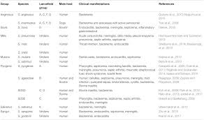 Frontiers Singularities Of Pyogenic Streptococcal Biofilms From Formation To Health Implication Microbiology