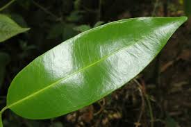 Image result for Hunteria zeylanica