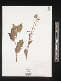 Image result for Crassocephalum picridifolium
