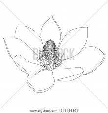 Vector seamless pattern with outline magnolia flower, ornate buds and leaves on the white background. Magnolia Flower Vector Photo Free Trial Bigstock