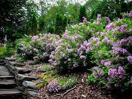 Its deep green, glossy leaves provide nice contrast to. Miss Kim Lilac Alchetron The Free Social Encyclopedia