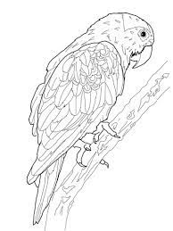 Free Printable Parrot Coloring Pages For Kids Bird Coloring Pages Animal Coloring Pages Coloring Books
