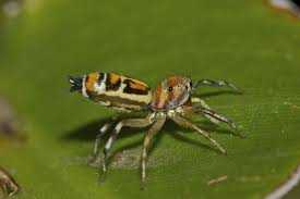Black And White Jumping Spider Texas Cosmophasis Micarioides Cairns Qld Australia Arachnids Spiders Spider Cairns
