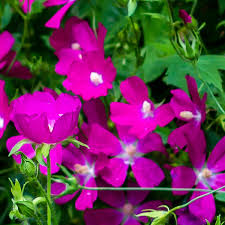 We ship plant orders via ups to most states, but we can't send live plant material to florida or california. Missouri Native Plants Sugar Creek Gardens