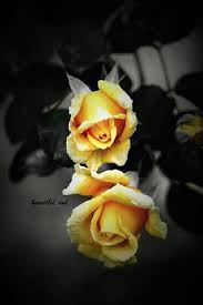 Black And Yellow Flowers Wallpaper Pin By Heidi Snyder On Yellow Flowers Black Background Black And White Flowers Color Splash Photo