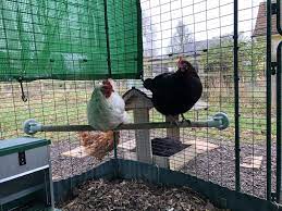 Omlet Chicken Perch 1 Meter Chicken Flash Sale Omlet