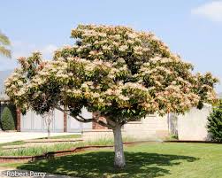 Image result for Eriobotrya