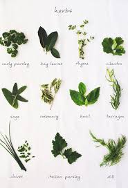 Fresh Herbs Chart Herbs Fresh Herbs Mint Plants