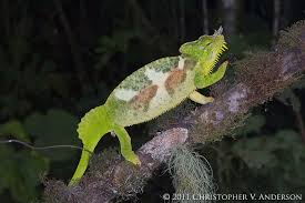 I've got a few amazing panthers from him ,send him a pm he may 1 or more for sale, he is also a good guy and would highly recommend good luck dave. Trioceros Quadricornis Quadricornis Southern Four Horned Chameleon Mount Manengouba Southwest Region Cameroon Animals Lizard Species