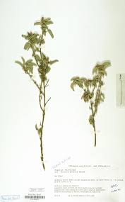 Image result for Stemodiopsis rivae