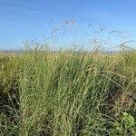 Image result for Ischaemum afrum