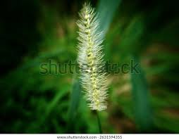 Image result for Setaria parviflora
