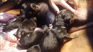 I noticed the rottweilers in the pictures all have tails, is that the new akc standard? Feeding Of New Born Rottweiler Puppies Youtube