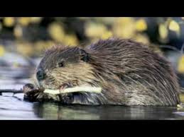 Kdyz Jde Maly Bobr Spat Youtube Biber Nagetiere Landwirt