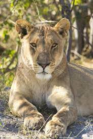 The Queen Female Lion Super Cute Animals Animals Wild