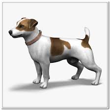 Tips For Finding A Great Puppy Trasedogs Dogs Animals Terrier