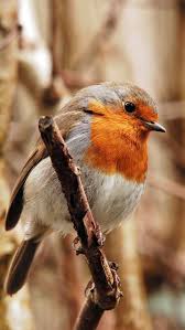 european robin hd iphone wallpapers colorful birds birds pet birds