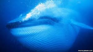 Paus sperma melakukan ini dengan memakai rahang panjangnya untuk menghasilkan ketegangan di tali tingkat suara yang berbeda bisa juga mengganggu aktivitas paus sperma yang lain seperti makan. Perilaku Paus Terpengaruh Bunyi Sonar Bbc News Indonesia