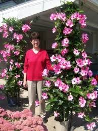 Mandevilla Vine Plants Outdoor Flowers Climbing Flowers