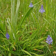 Image result for Scilla achtenii