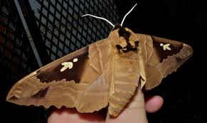 Image result for Grewia holstii