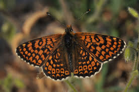 Image result for Melitaea cinxia