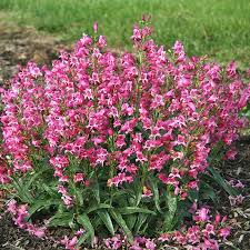 They are borne is spikes or clusters. Penstemon Barbatus Rock Candy Pink In 2020 White Flower Farm Pink Garden Pink Candy