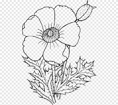 Line drawing drawn with pen on white paper in 2019. California Poppy Drawing Wildflower Common Poppy Poppy Flower Arranging Leaf Png Pngegg