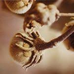 Image result for Balanites pedicellaris