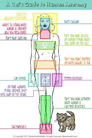 A Cat S Guide To Human Anatomy Human Anatomy Anatomy Funny Cats