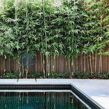 #bamboo garden idea no 12. Bamboo Garden Ideas 56 Ideas For Bamboo In The Garden Out Of Sight Or Decoration Interior Design Ideas Ofdesign See More Ideas About Bamboo Garden Backyard Garden Mad24roxul